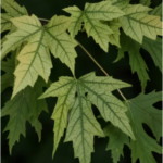 Les plantes médicinales qui font partie de mon quotidien